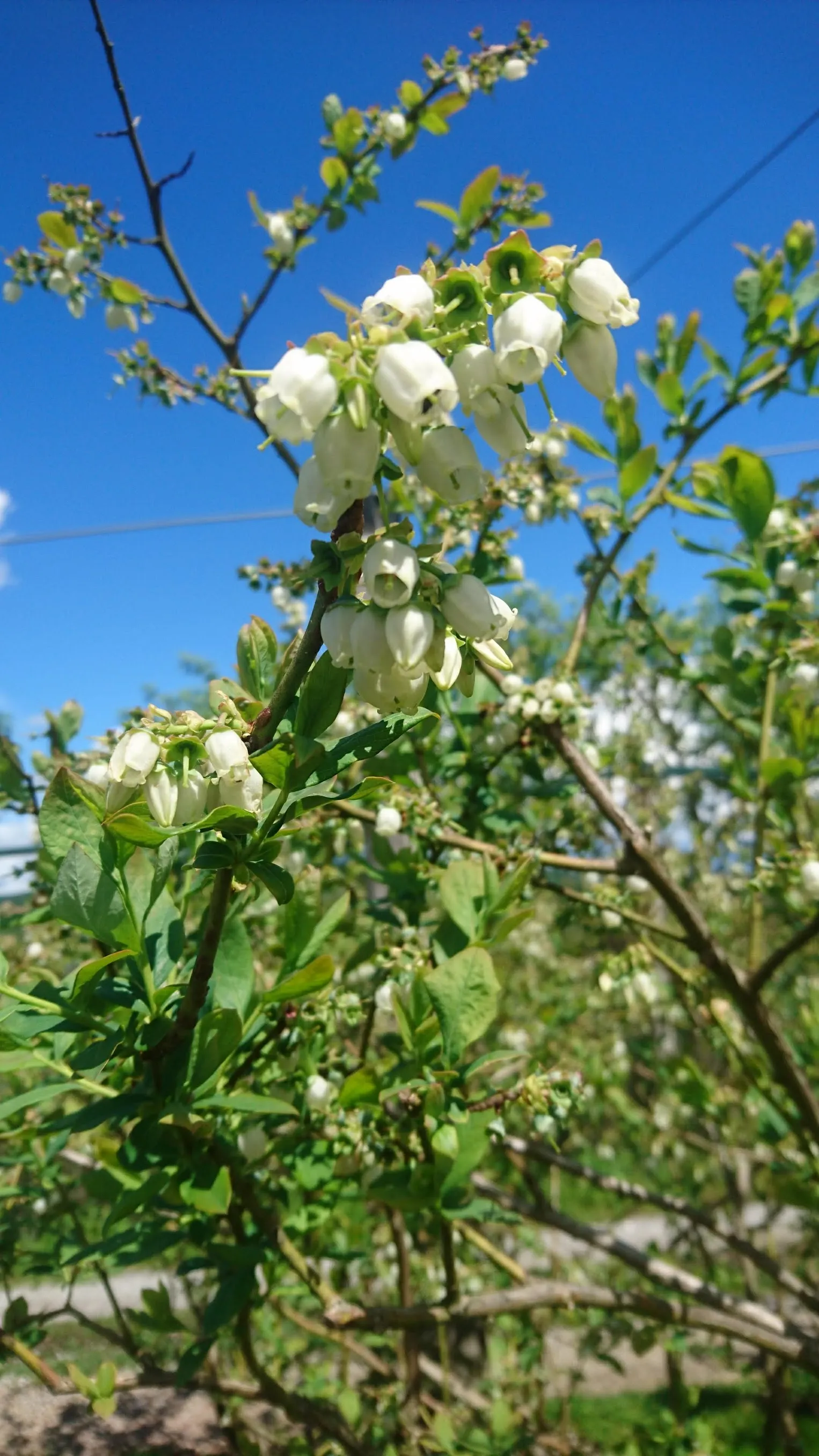 Galerija Lavrinc – bloom1