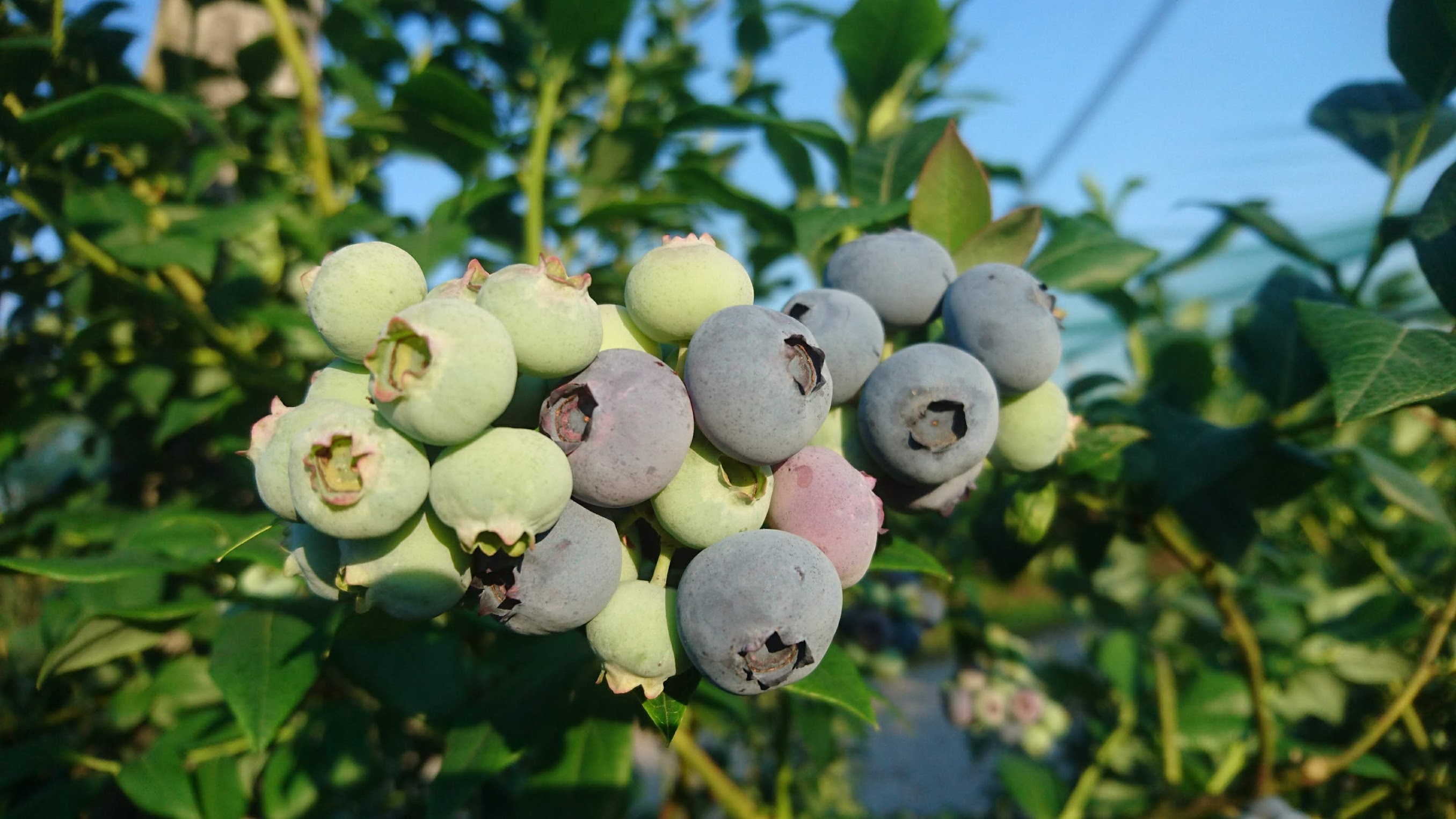 Ameriške borovnice Lavrinc