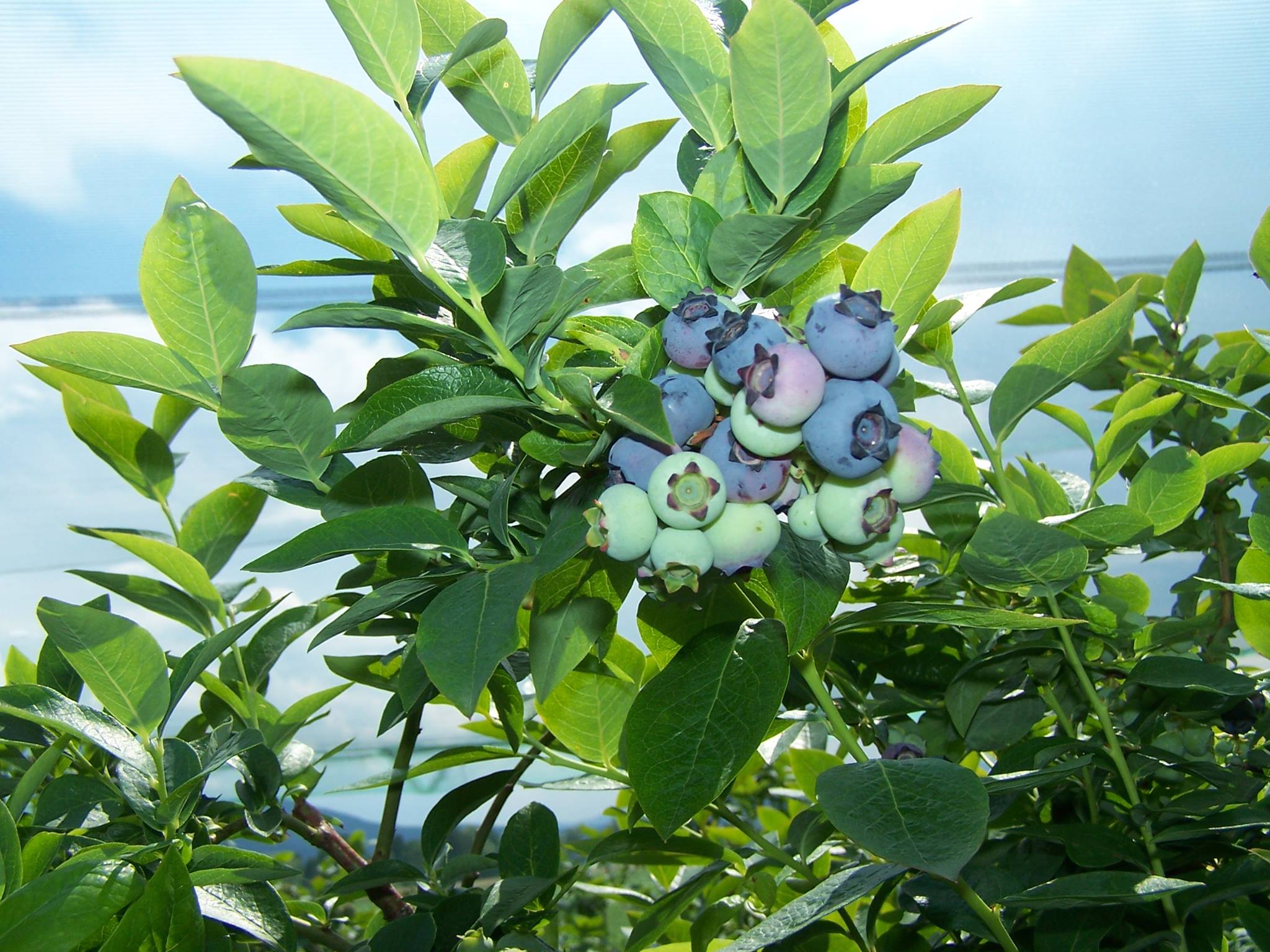 Sveže borovnice Lavrinc